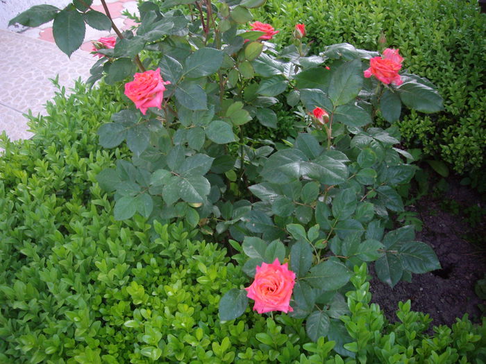 IMGP8079