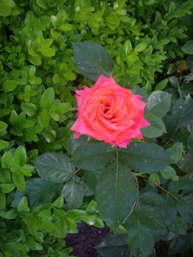 IMGP8080