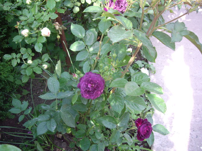 IMGP8086