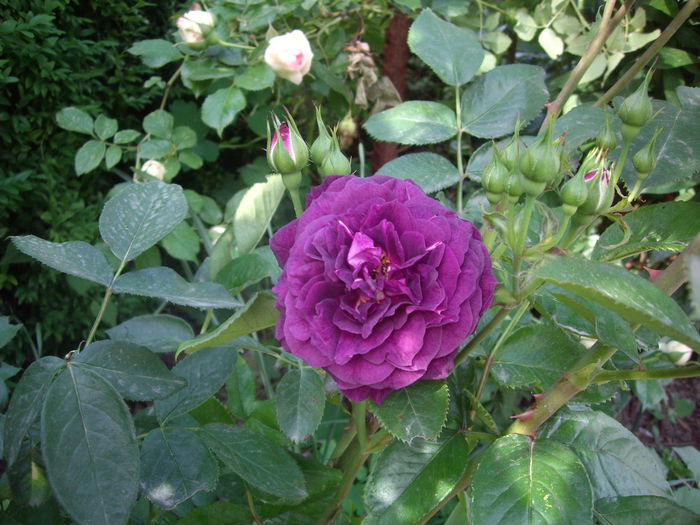 IMGP8088