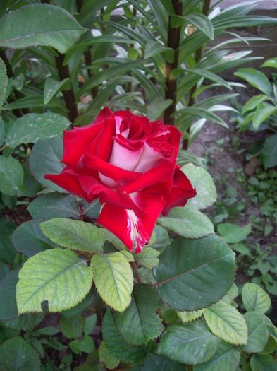IMGP8090 - flori si trandafiri -2015 - 1