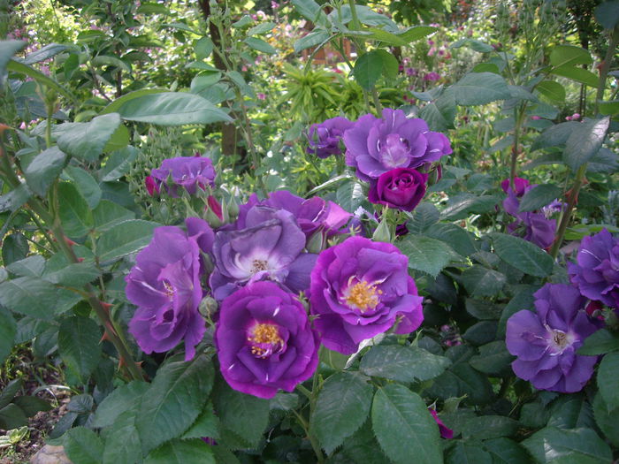 IMGP8091 - flori si trandafiri -2015 - 1