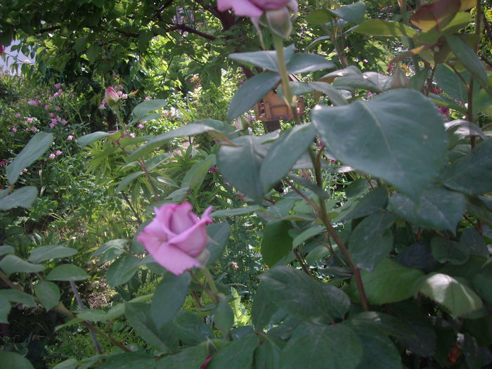 IMGP8092 - flori si trandafiri -2015 - 1