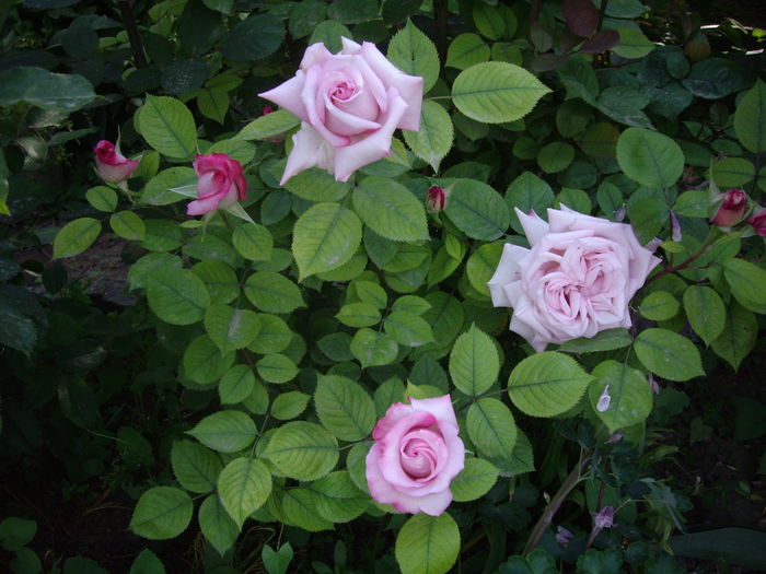 IMGP8095
