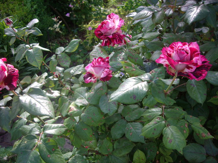 IMGP8096 - flori si trandafiri -2015 - 1