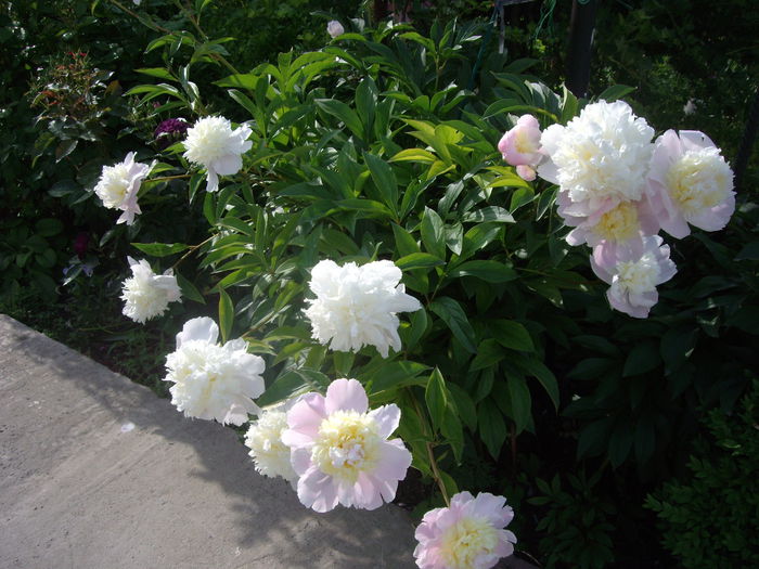 IMGP8097 - flori si trandafiri -2015 - 1