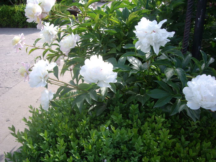 IMGP8098 - flori si trandafiri -2015 - 1