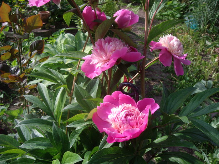 IMGP8101 - flori si trandafiri -2015 - 1