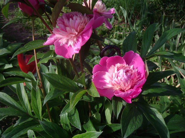 IMGP8102 - flori si trandafiri -2015 - 1