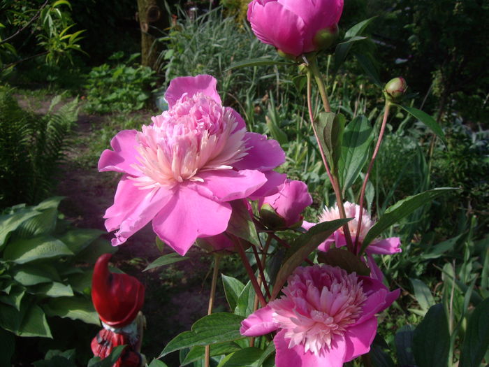 IMGP8103 - flori si trandafiri -2015 - 1