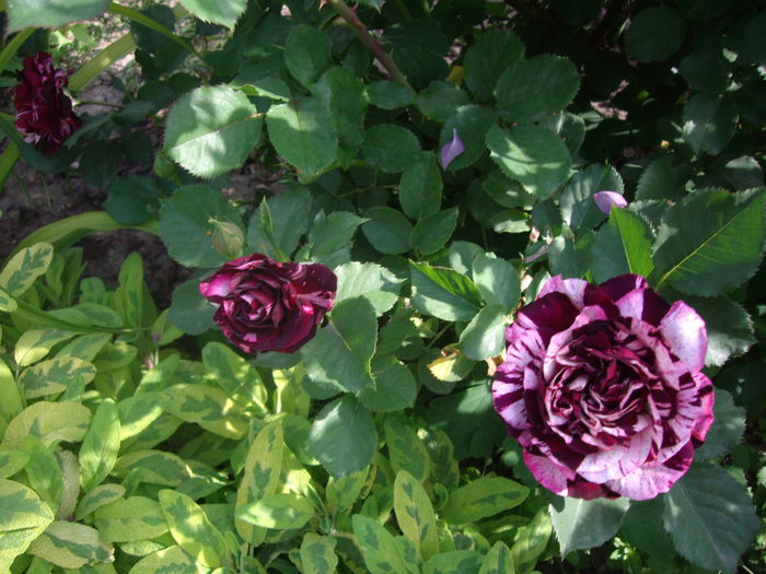 IMGP8105 - flori si trandafiri -2015 - 1