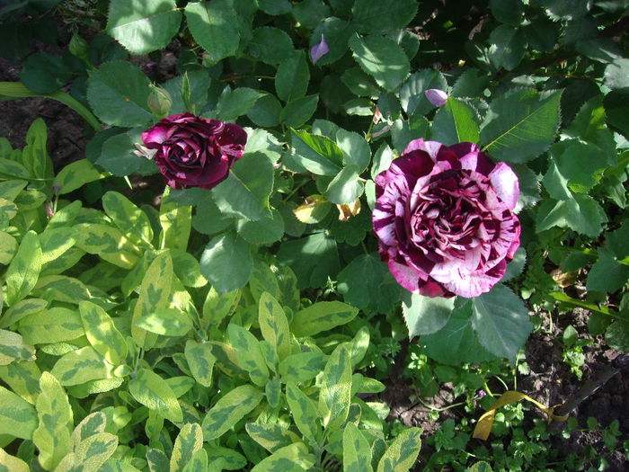 IMGP8106 - flori si trandafiri -2015 - 1