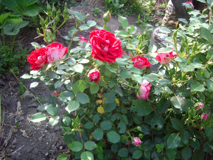 IMGP8107 - flori si trandafiri -2015 - 1