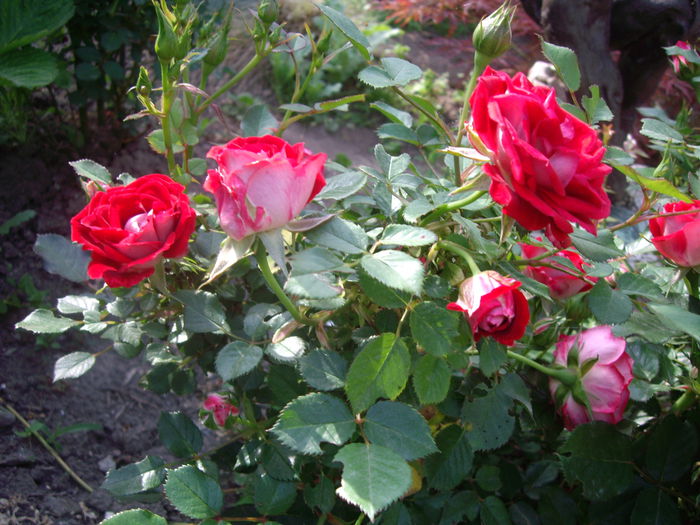 IMGP8108 - flori si trandafiri -2015 - 1