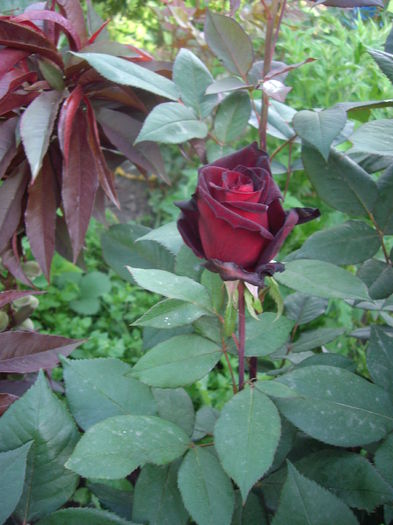 IMGP8109