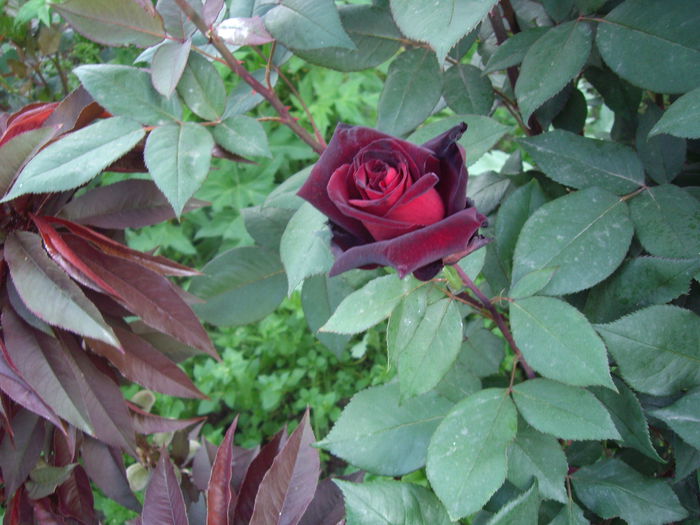 IMGP8110