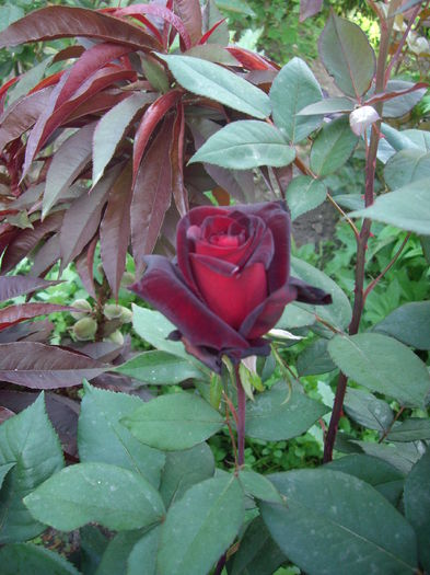 IMGP8111