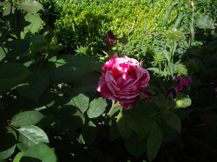 IMGP8114