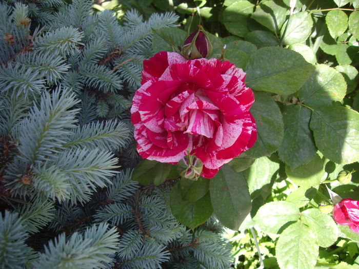 IMGP8118