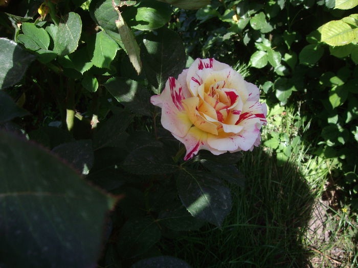 IMGP8120