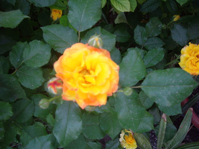 IMGP8121