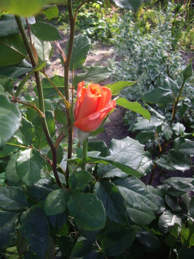 IMGP8123