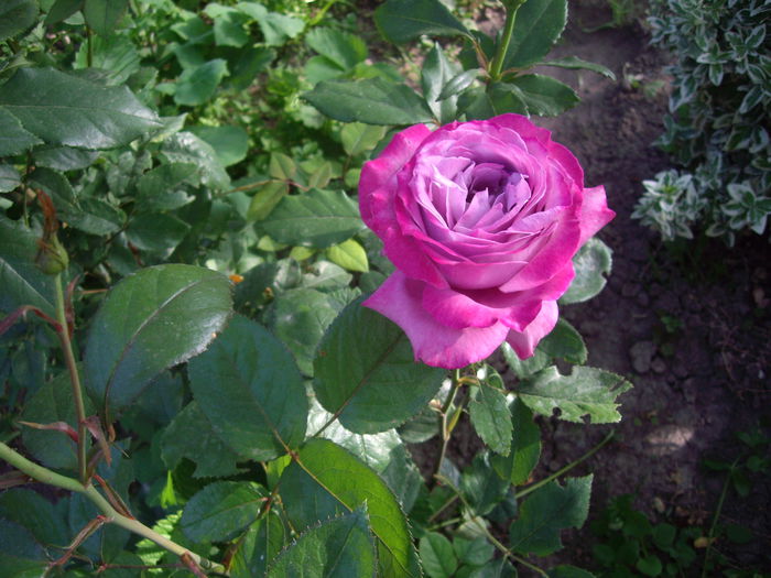 IMGP8124