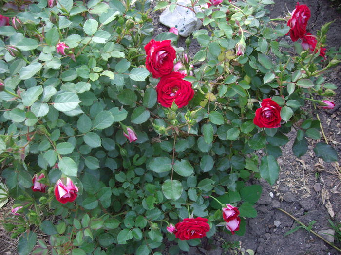 IMGP8125