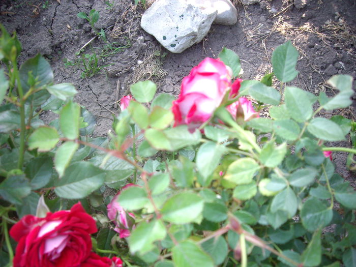 IMGP8126