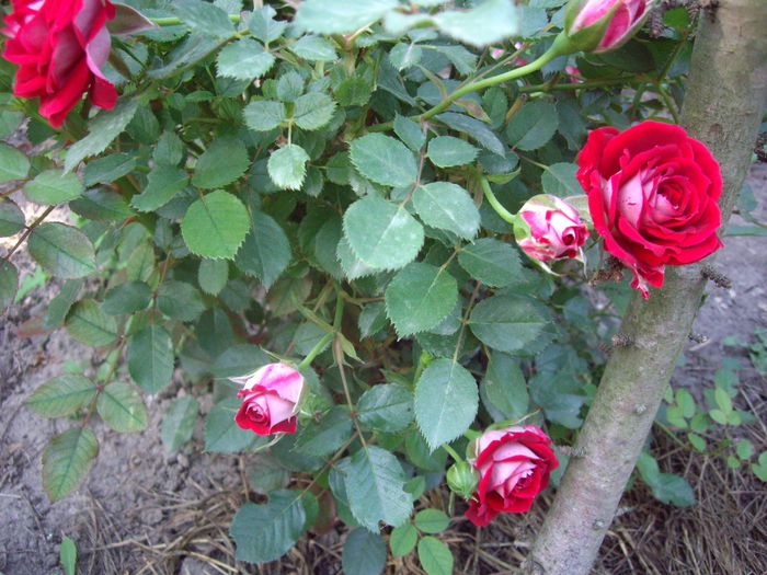 IMGP8127