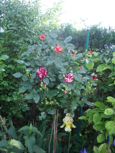 IMGP8131