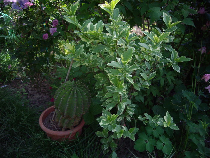 IMGP8133