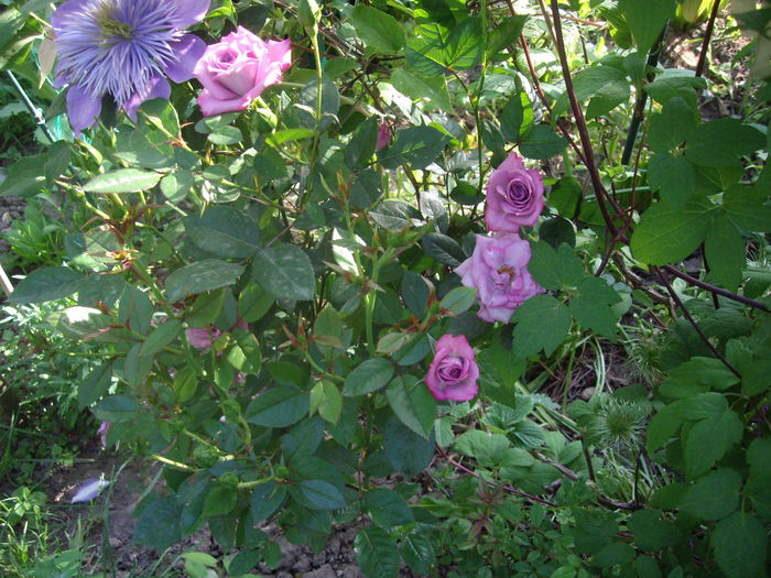 IMGP8134