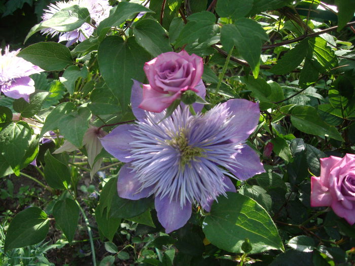 IMGP8135