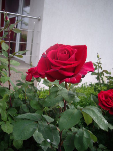 IMGP8136