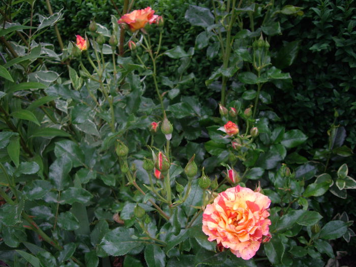 IMGP8138