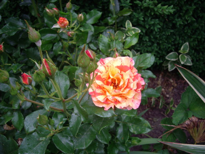 IMGP8139