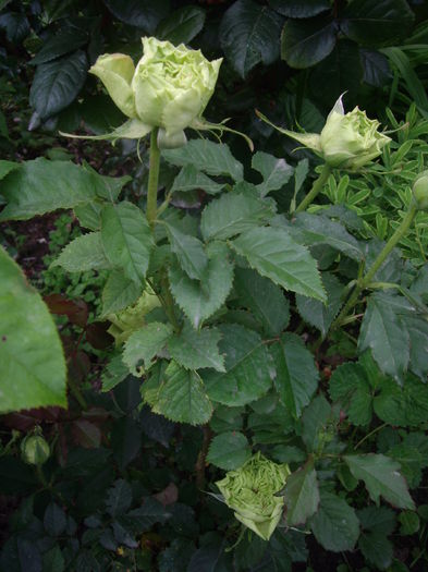IMGP8140