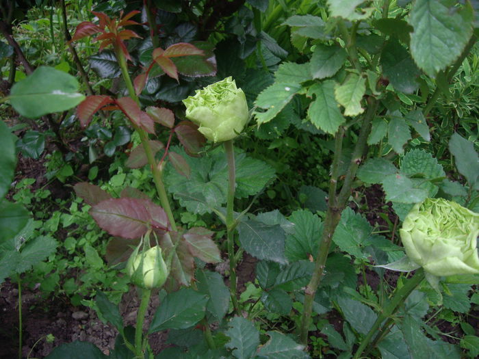 IMGP8142