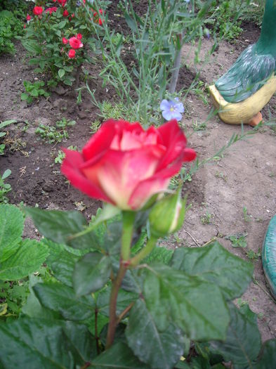 IMGP8143
