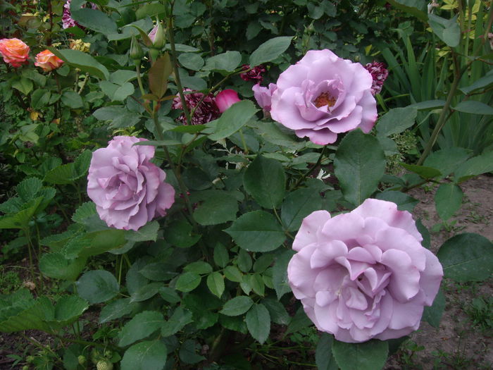 IMGP8144