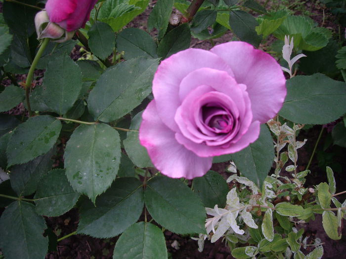 IMGP8145 - flori si trandafiri -2015 - 1