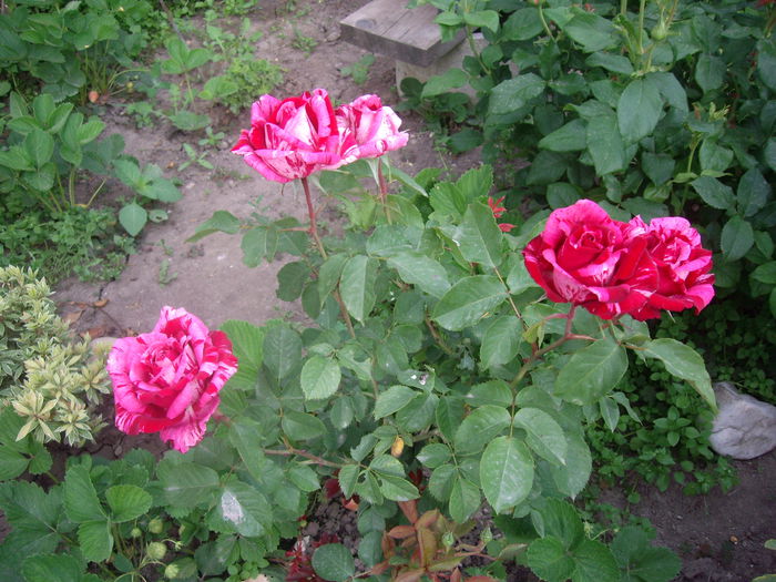 IMGP8150 - flori si trandafiri -2015 - 1