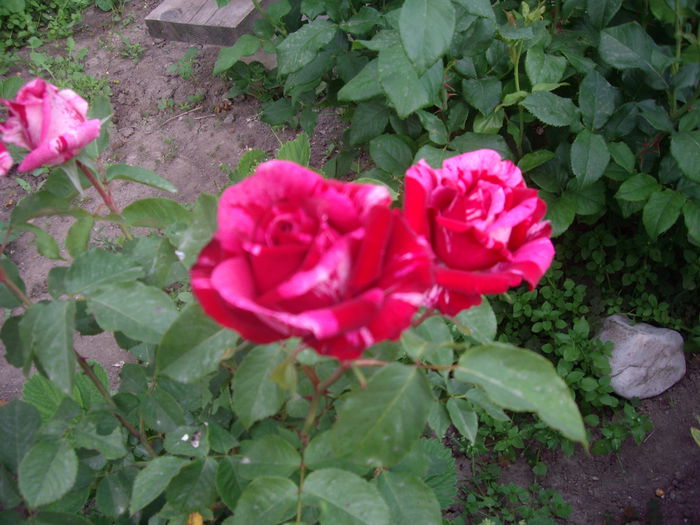 IMGP8151 - flori si trandafiri -2015 - 1
