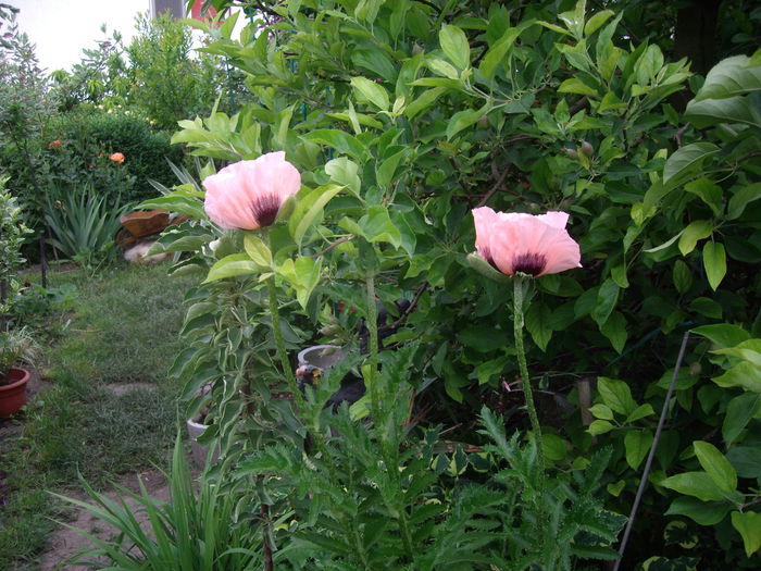 IMGP8152 - flori si trandafiri -2015 - 1