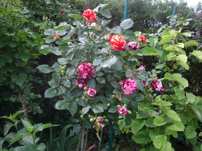 IMGP8154 - flori si trandafiri -2015 - 1