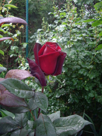 IMGP8156 - flori si trandafiri -2015 - 1
