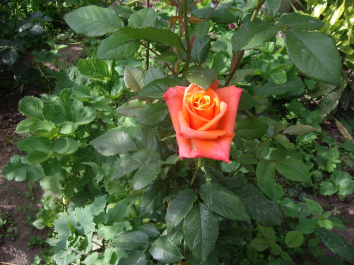 IMGP8161 - flori si trandafiri -2015 - 1