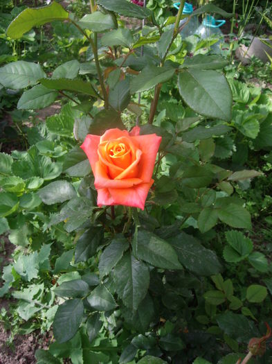 IMGP8162 - flori si trandafiri -2015 - 1