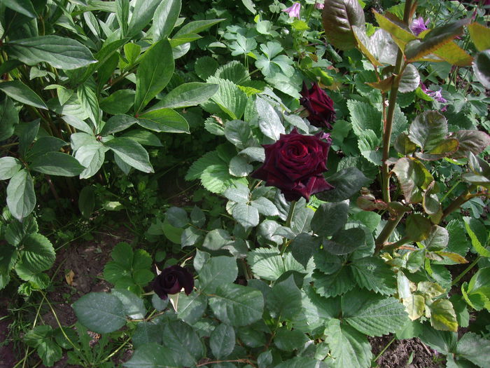 IMGP8163 - flori si trandafiri -2015 - 1